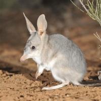 A bilby is standing side on, on red-brown earth. It is grey, with a long pointed nose, and long upright ears. It has its paws held together.