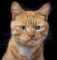 Orange cat with a circumspect expression