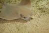 Cownose ray (Rhinoptera bonasus) at the Mote Marine Aquarium, Sarasota, Florida.